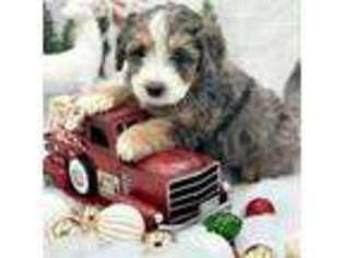 Mutt Puppy for sale in Montrose, MI, USA