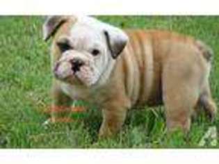 Bulldog Puppy for sale in LOCUST GROVE, OK, USA
