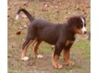 Bernese Mountain Dog Puppy for sale in Havelock, NC, USA