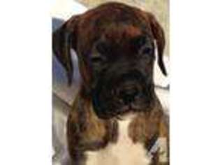 Boxer Puppy for sale in LYNCHBURG, VA, USA