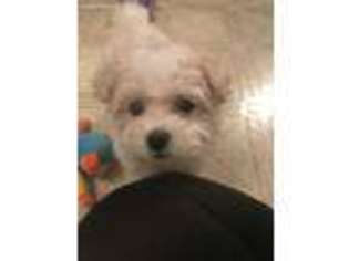 Havanese Puppy for sale in Tinley Park, IL, USA