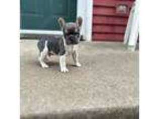 French Bulldog Puppy for sale in Coatesville, PA, USA