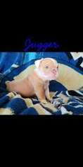 Bulldog Puppy for sale in Rillito, AZ, USA
