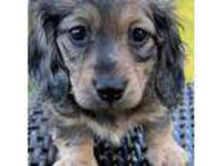 Dachshund Puppy for sale in Mount Pleasant, TX, USA