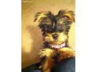 Silky Terrier Puppy for sale in Johnstown, CO, USA