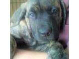 Mastiff Puppy for sale in Comstock Park, MI, USA