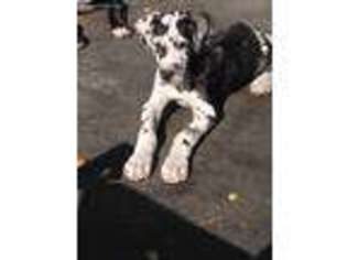 Great Dane Puppy for sale in Prior Lake, MN, USA