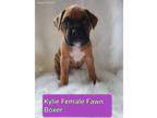 Boxer Puppy for sale in Delavan, WI, USA