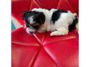 Biewer Terrier Puppy for sale in Pigeon Forge, TN, USA