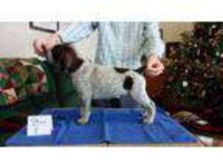 German Shorthaired Pointer Puppy for sale in Warsaw, NY, USA