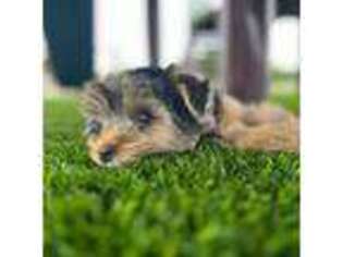 Yorkshire Terrier Puppy for sale in Campbell, CA, USA