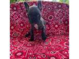 French Bulldog Puppy for sale in Greensburg, KY, USA