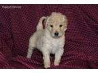 Goldendoodle Puppy for sale in Auburn, IN, USA