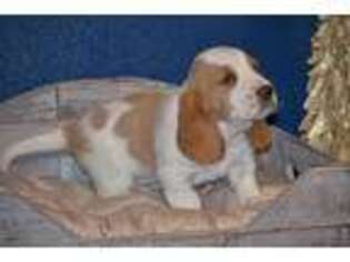 Basset Hound Puppy for sale in Kalona, IA, USA
