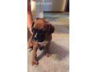 Boxer Puppy for sale in Lisbon, IA, USA