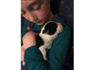 Pembroke Welsh Corgi Puppy for sale in Waco, TX, USA
