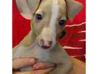 Italian Greyhound Puppy for sale in Chicago, IL, USA