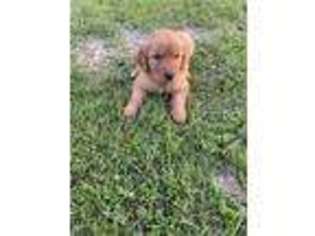 Golden Retriever Puppy for sale in Plymouth, IL, USA