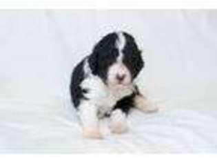 Portuguese Water Dog Puppy for sale in Baltimore, MD, USA