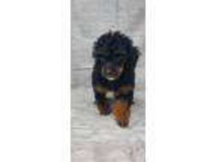 Mutt Puppy for sale in Knoxville, IA, USA