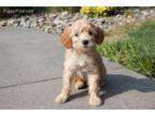 Labradoodle Puppy for sale in Lancaster, PA, USA