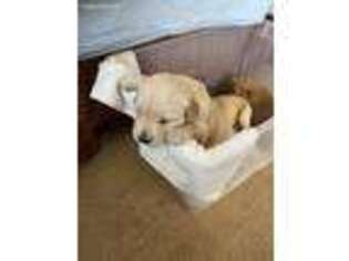 Golden Retriever Puppy for sale in Flowery Branch, GA, USA