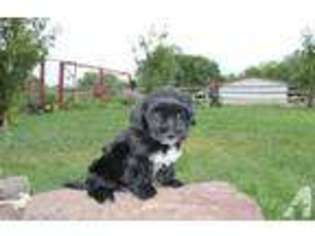 Havanese Puppy for sale in DELTA, CO, USA