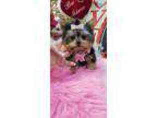 Yorkshire Terrier Puppy for sale in Boca Raton, FL, USA