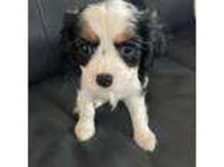 Cavalier King Charles Spaniel Puppy for sale in Chester, VA, USA