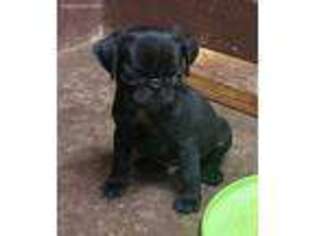 Pug Puppy for sale in Shelbyville, KY, USA