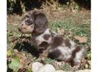 Dachshund Puppy for sale in Ogden, UT, USA