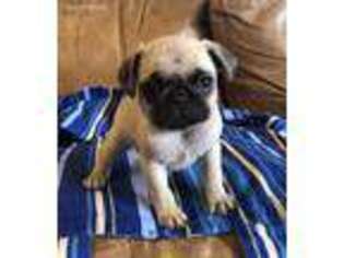 Pug Puppy for sale in Evansville, WI, USA