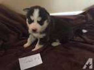 Siberian Husky Puppy for sale in BEDFORD, IN, USA