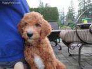 Goldendoodle Puppy for sale in Snoqualmie, WA, USA