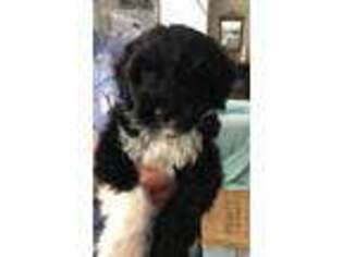 Portuguese Water Dog Puppy for sale in Mechanicsville, VA, USA