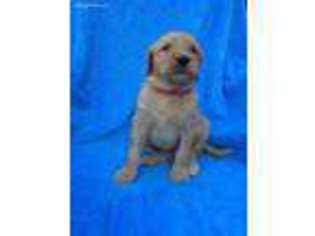 Goldendoodle Puppy for sale in Harrisonburg, VA, USA