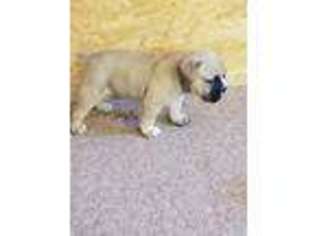 Valley Bulldog Puppy for sale in Nowata, OK, USA