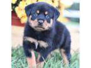 Rottweiler Puppy for sale in Strasburg, OH, USA