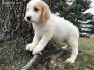 Labradoodle Puppy for sale in Saint Peters, MO, USA