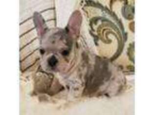 French Bulldog Puppy for sale in Farmington, MO, USA