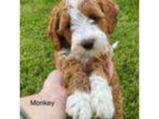 Goldendoodle Puppy for sale in Rochester, NY, USA