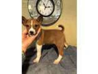 Basenji Puppy for sale in Saint Hedwig, TX, USA