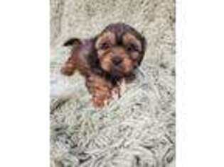 Cavapoo Puppy for sale in Galivants Ferry, SC, USA