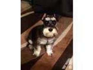 Mutt Puppy for sale in DEL RIO, TX, USA