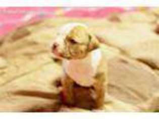 American Bulldog Puppy for sale in Newport News, VA, USA