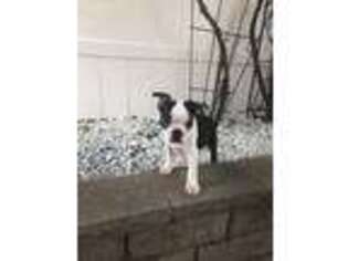 Boston Terrier Puppy for sale in Lawrence, MA, USA