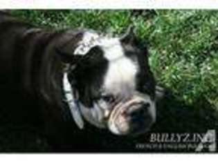 Bulldog Puppy for sale in PORTERVILLE, CA, USA