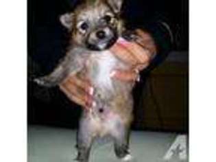 Pomeranian Puppy for sale in BRONX, NY, USA