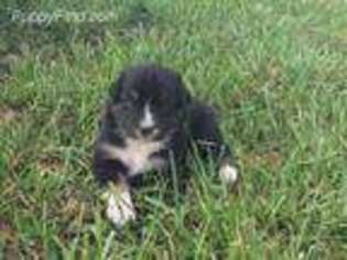 Australian Shepherd Puppy for sale in Saranac, MI, USA