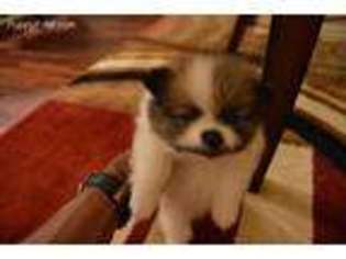 Pomeranian Puppy for sale in Waldorf, MD, USA